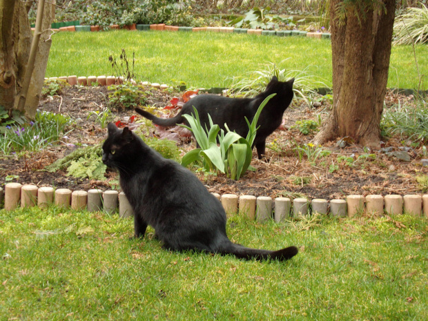 Dwa czarne koty, lubią przynosić pecha ;)