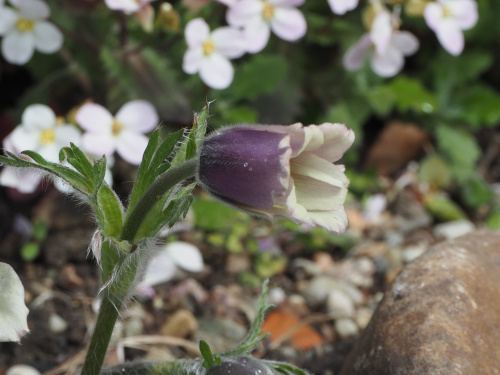 Pulsatilla georgica