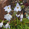 Ipheion uniflorum