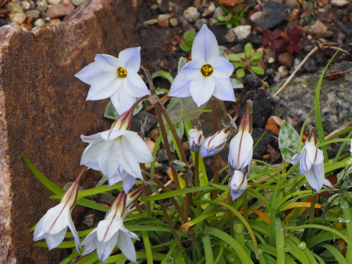 Ipheion uniflorum