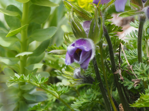 Pulsatilla turczaninovii