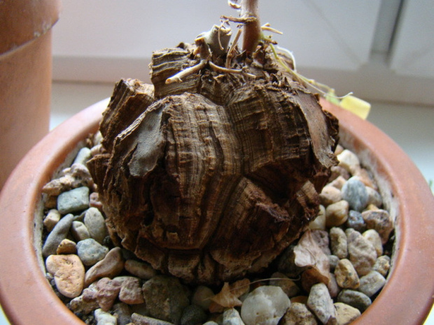 Dioscorea elephantipes