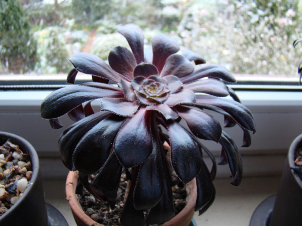 Aeonium arboreum var. atropurpureum 'Schwarzkopf'.