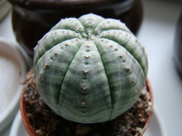 Euphorbia obesa