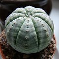 Euphorbia obesa