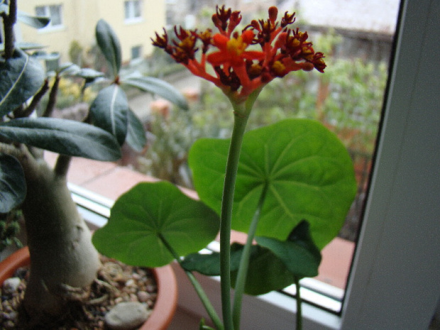 Jatropha podagrica