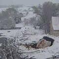 Śnieg