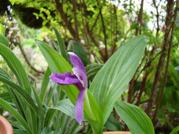 Roscoea tibetica