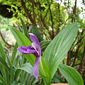 Roscoea tibetica