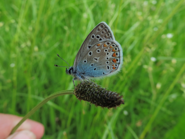 Motyl Modraszek ikar samiec