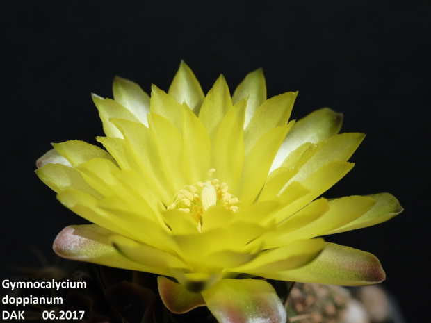 Gymnocalycium doppianum