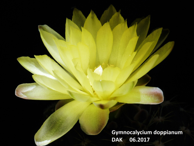 Gymnocalycium doppianum