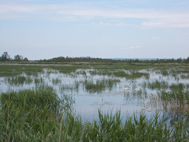 Jezioro Druzno