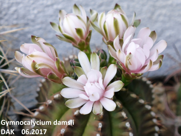 Gymnocalycium damsii