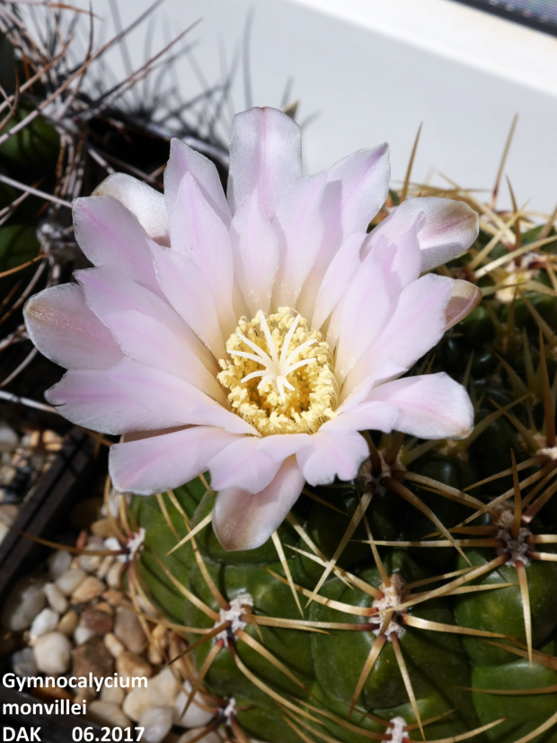 Gymnocalycium monvillei