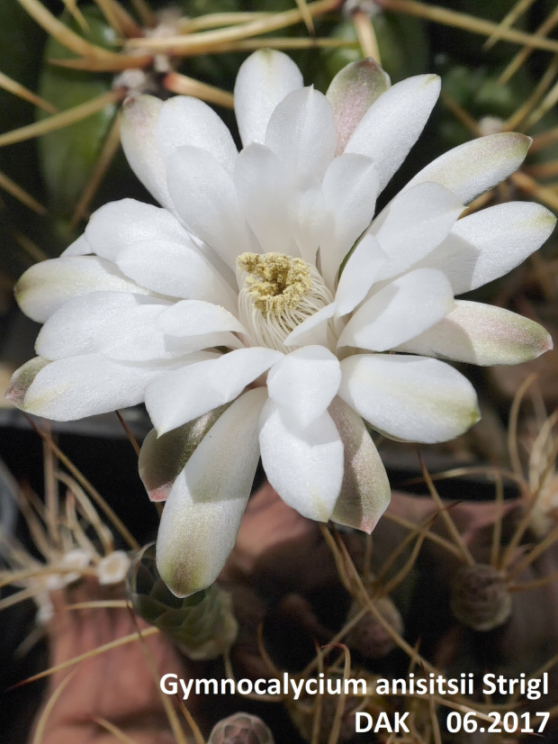 Gymnocalycium anisitsii Strigl