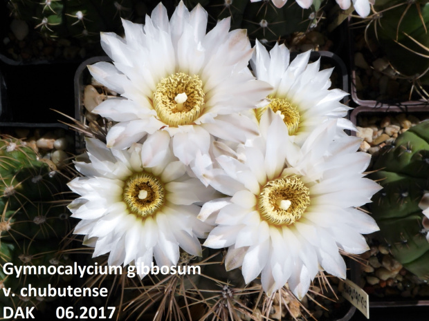 Gymnocalycium gibbosum v. chubutense