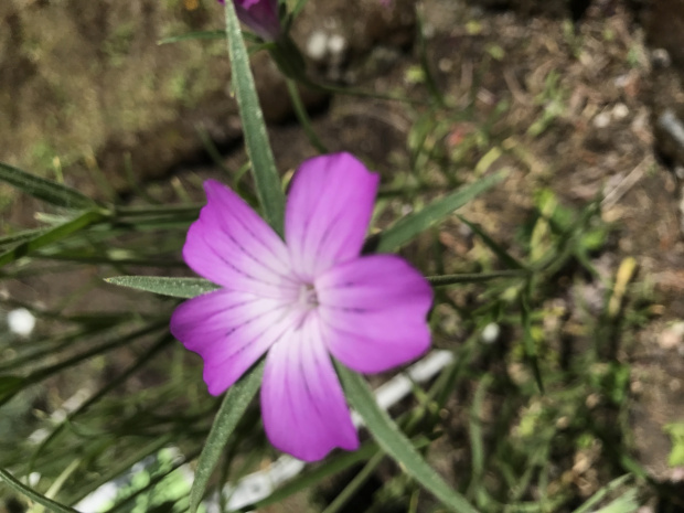 Agrostemma githago - Kąkol polny