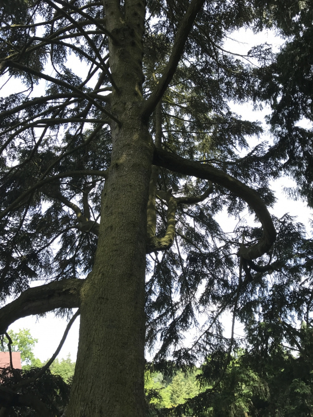 Abies cephalonica -Jodła grecka