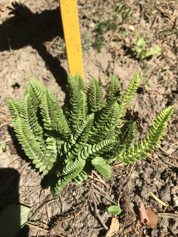 Polystichum lemmonii