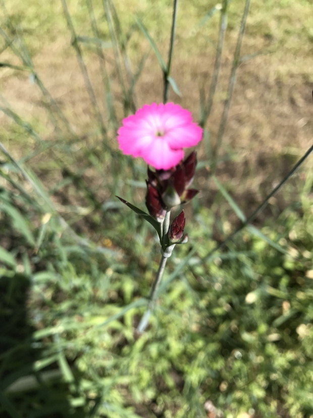 Dianthus compactus