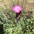 Dianthus compactus