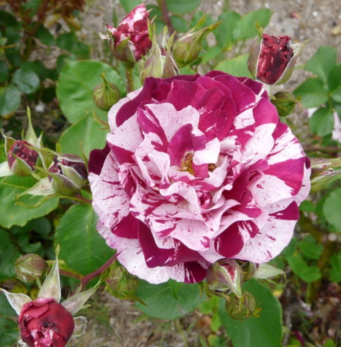 Роза флорибунда нью имэджин фото и описание
