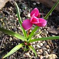 Rhodohypoxis milloides