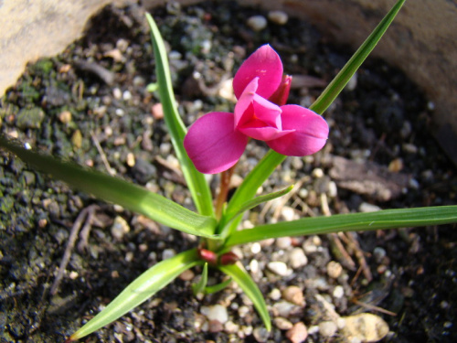 Rhodohypoxis milloides