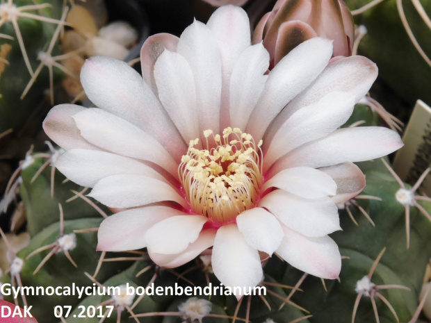 Gymnocalycium bodenbenderianum