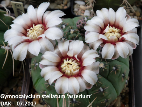 Gymnocalycium stellatum ‘asterium’
