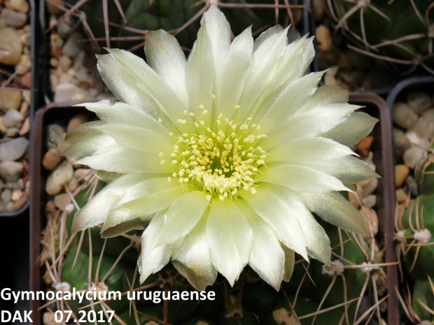 Gymnocalycium uruguaense