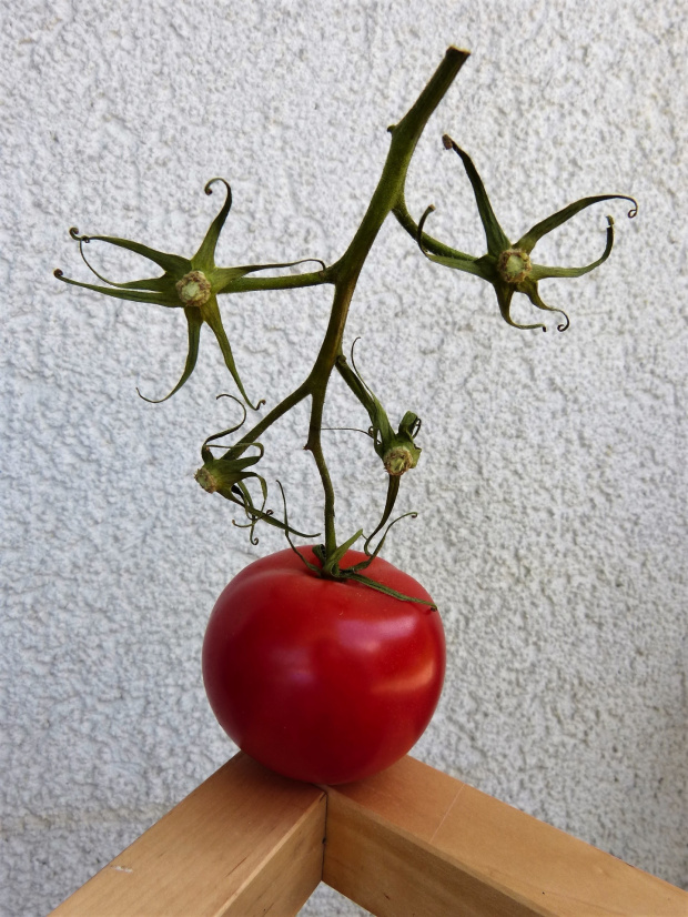 pomidorek