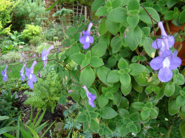 Streptocarpus saxorum