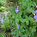 Streptocarpus saxorum