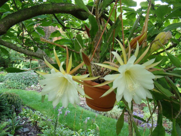 Epiphyllum oxypetalum