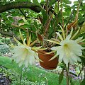 Epiphyllum oxypetalum