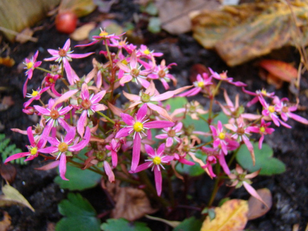 Saxifraga 'Sugar Plum Fairy'