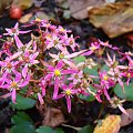 Saxifraga 'Sugar Plum Fairy'