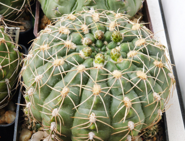 Gymnocalycium leeanum