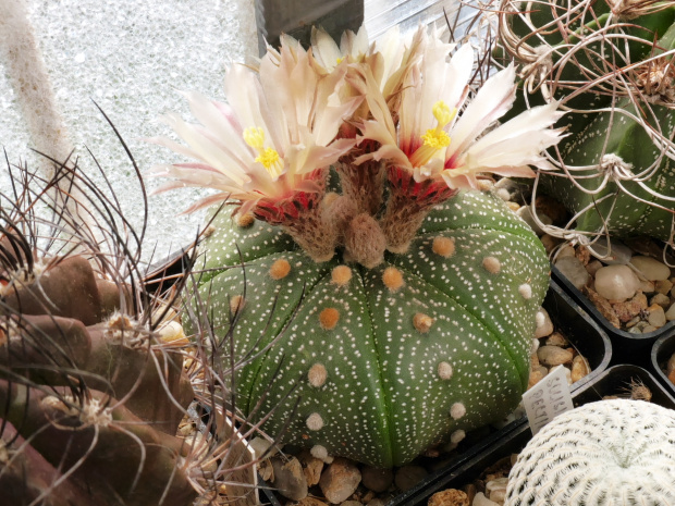 Astrophytum asterias