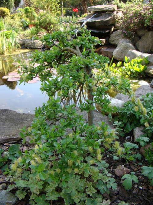 Salix arbuscula