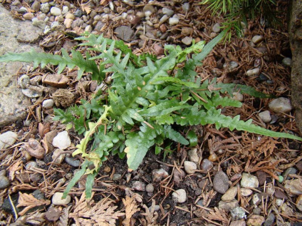 Asplenium ebenoides