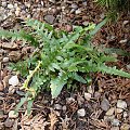 Asplenium ebenoides