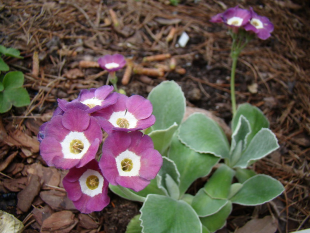 Primula auricula 'Taffeta'.