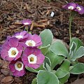 Primula auricula 'Taffeta'.