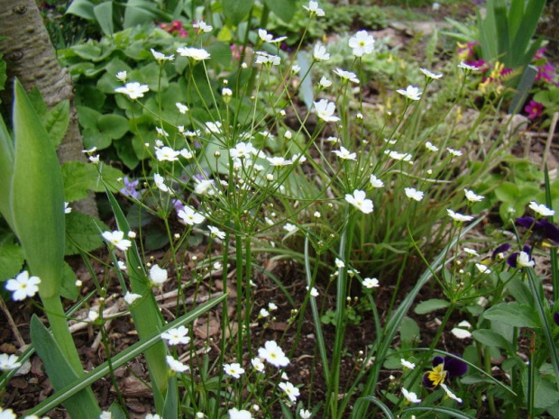 Androsace lactea