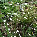 Androsace lactea