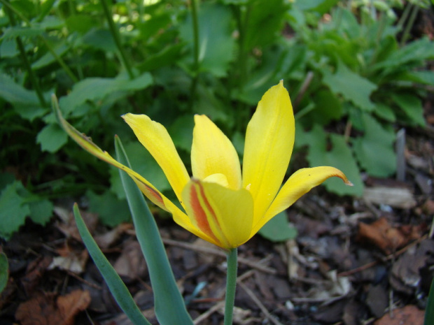 Tulipa clusiana 'Cynthia'