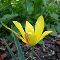 Tulipa clusiana 'Cynthia'